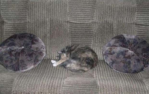 cats are masters of camouflage 24 25 Cats Proving Theyre Masters of Camouflage (25 photos)