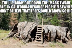Cool and Interesting Facts #433 (22 photos)