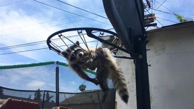 funny animals 1 1 Get Ready for Funny Animals #389 (22 photos)