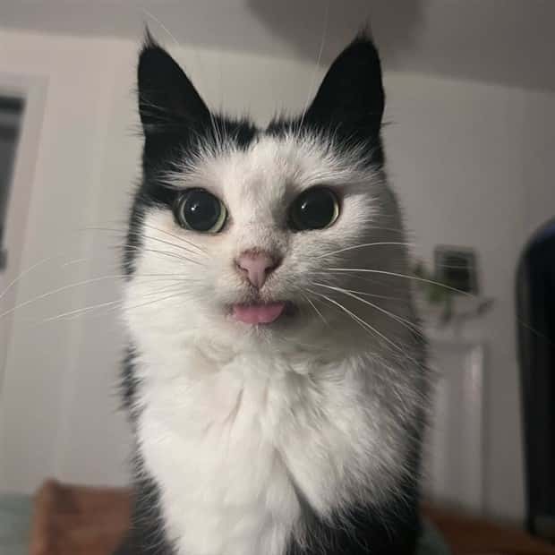 Get Ready for Funny Animals #388 (25 photos)