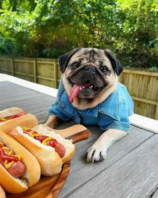 Get Ready for Funny Animals #388 (25 photos)