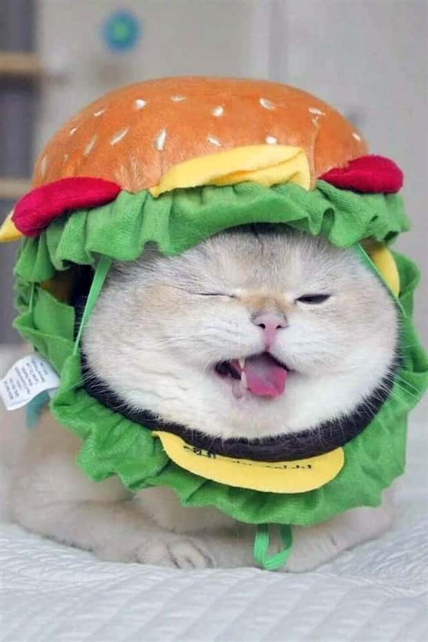 Get Ready for Funny Animals #388 (25 photos)