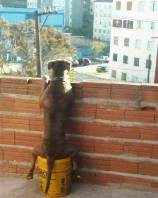 Get Ready for Funny Animals #388 (25 photos)