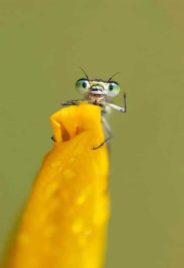 Get Ready for Funny Animals #388 (25 photos)