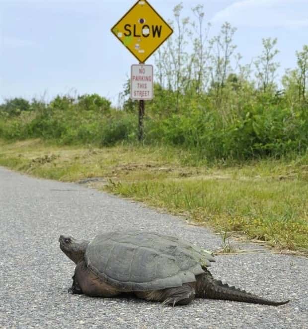 Get Ready for Funny Animals #388 (25 photos)