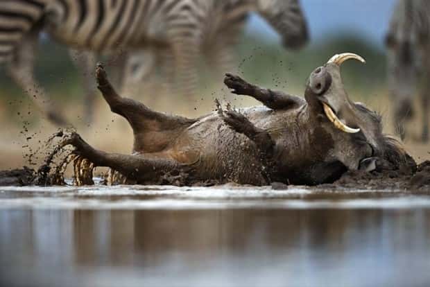 Get Ready for Funny Animals #388 (25 photos)