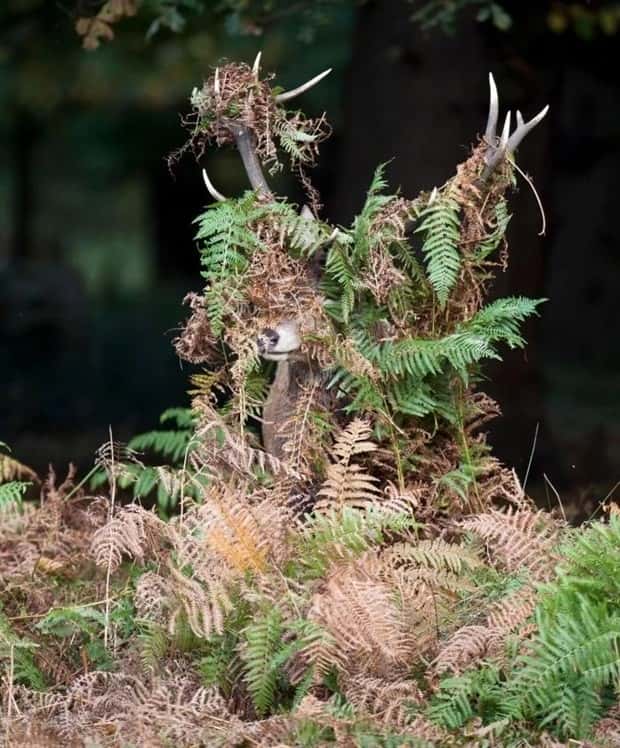 Get Ready for Funny Animals #388 (25 photos)