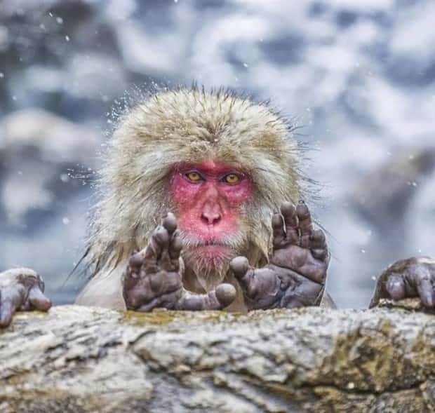 Get Ready for Funny Animals #388 (25 photos)