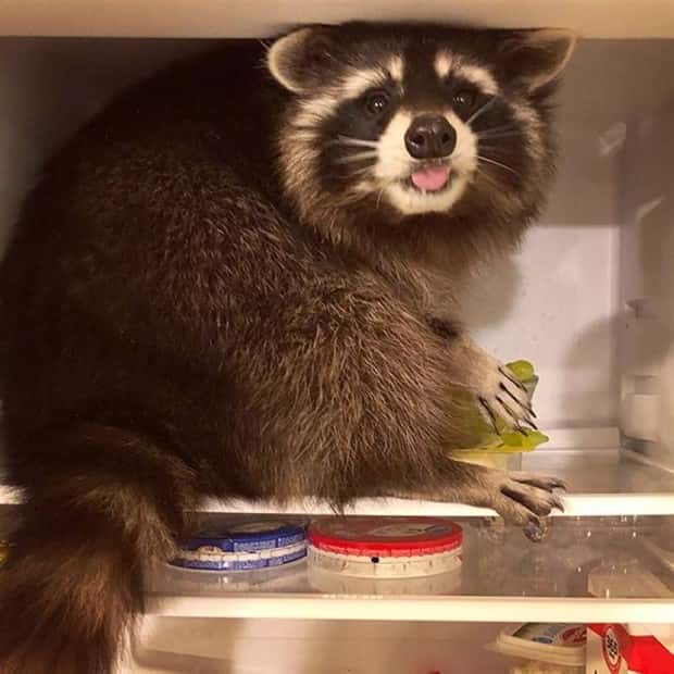 Get Ready for Funny Animals #388 (25 photos)