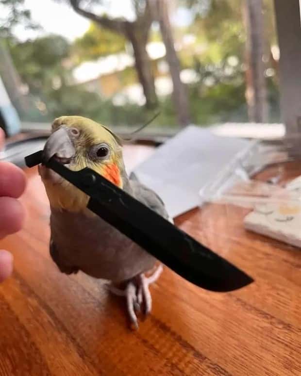 Get Ready for Funny Animals #388 (25 photos)