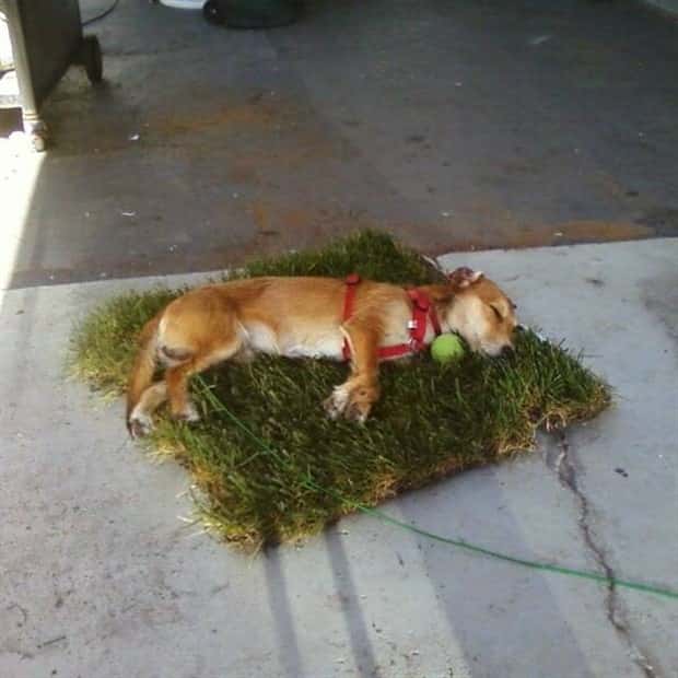 Get Ready for Funny Animals #388 (25 photos)