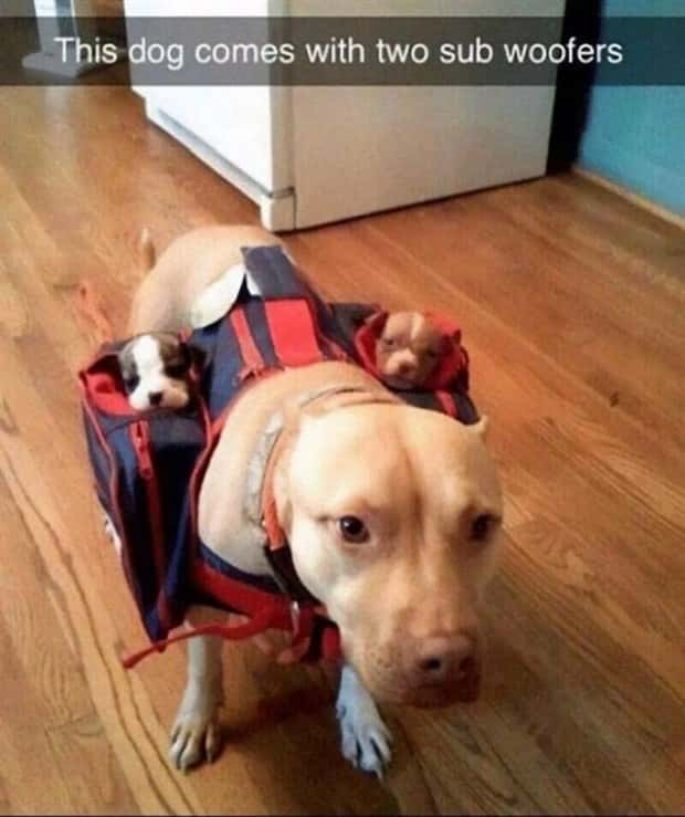 Funny Pics and Memes to Make You Laugh #161 (21 photos)