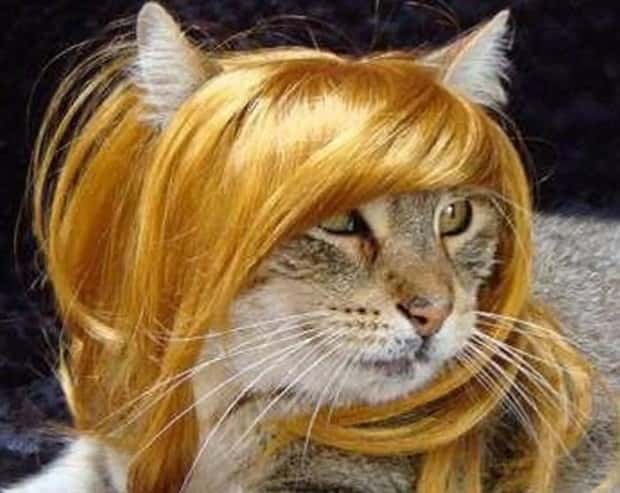 pets in wigs 10 Adorable Pets in Funny Wigs (22 photos)