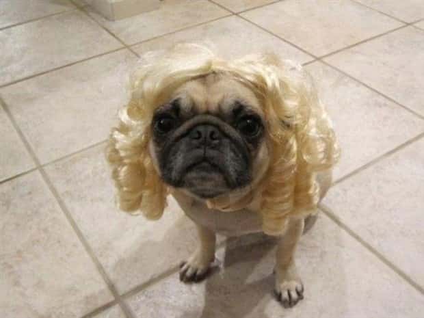 pets in wigs 13 Adorable Pets in Funny Wigs (22 photos)