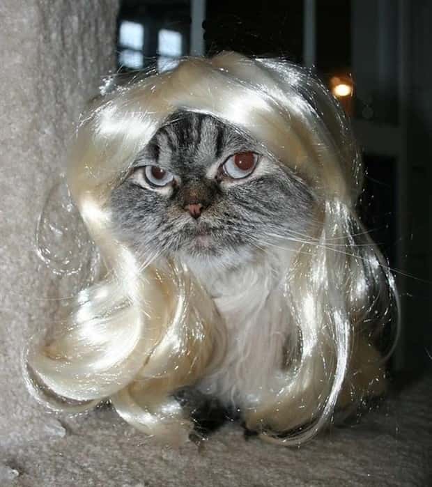 pets in wigs 15 Adorable Pets in Funny Wigs (22 photos)