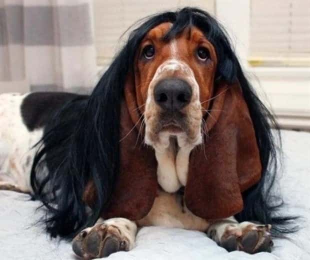 pets in wigs 16 Adorable Pets in Funny Wigs (22 photos)