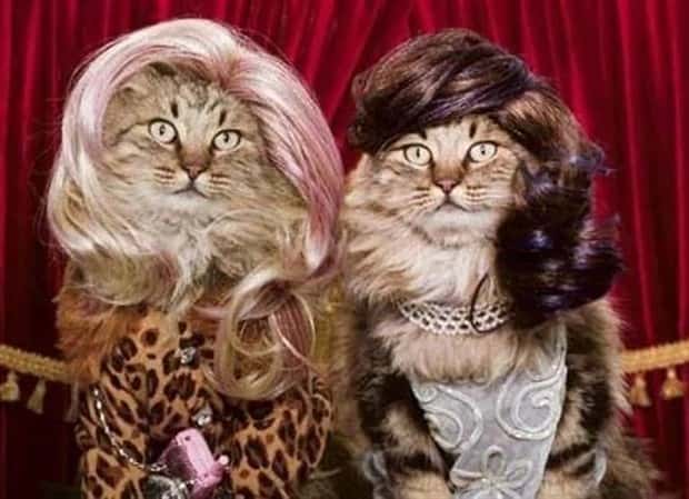 pets in wigs 17 Adorable Pets in Funny Wigs (22 photos)