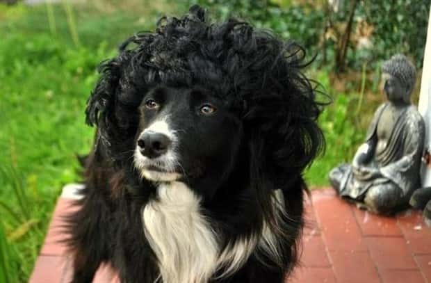 pets in wigs 18 Adorable Pets in Funny Wigs (22 photos)