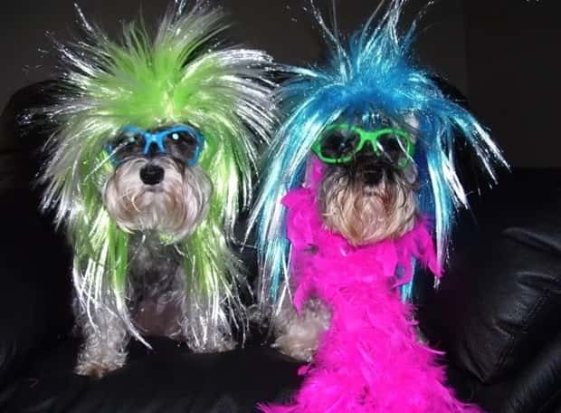 pets in wigs 20 Adorable Pets in Funny Wigs (22 photos)