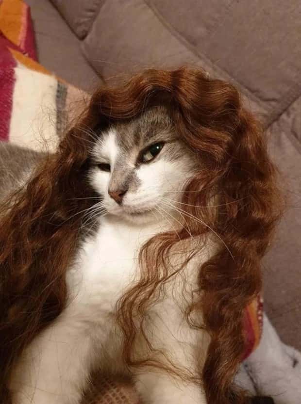 pets in wigs 21 Adorable Pets in Funny Wigs (22 photos)
