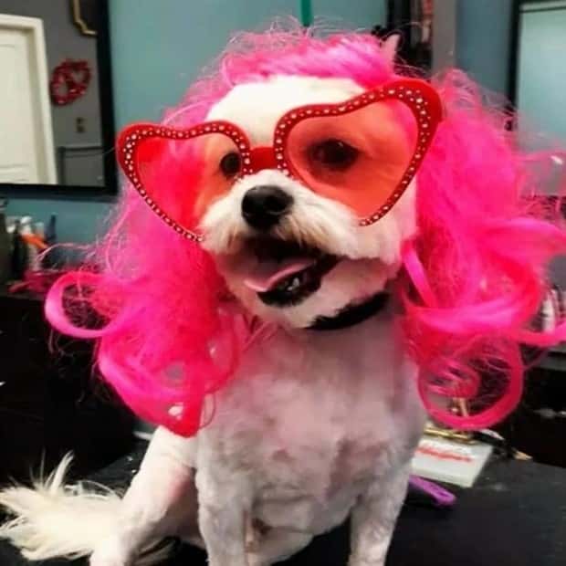 pets in wigs 4 Adorable Pets in Funny Wigs (22 photos)