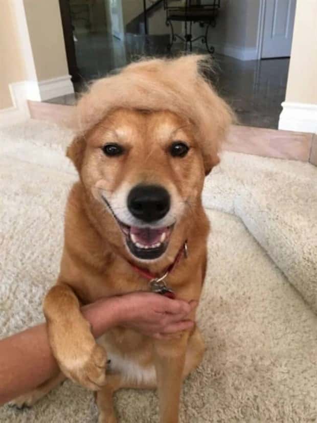 pets in wigs 6 Adorable Pets in Funny Wigs (22 photos)