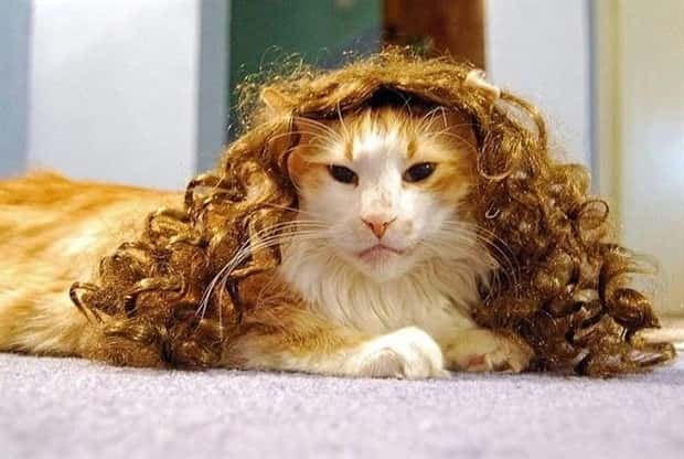 pets in wigs 8 Adorable Pets in Funny Wigs (22 photos)