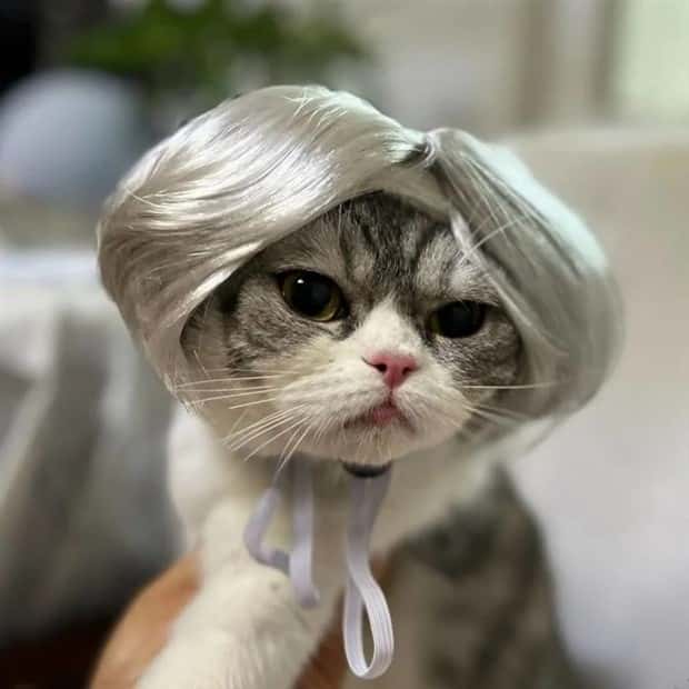 pets in wigs 9 Adorable Pets in Funny Wigs (22 photos)