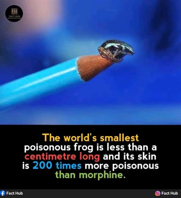 Cool and Interesting Facts #439 (22 photos)
