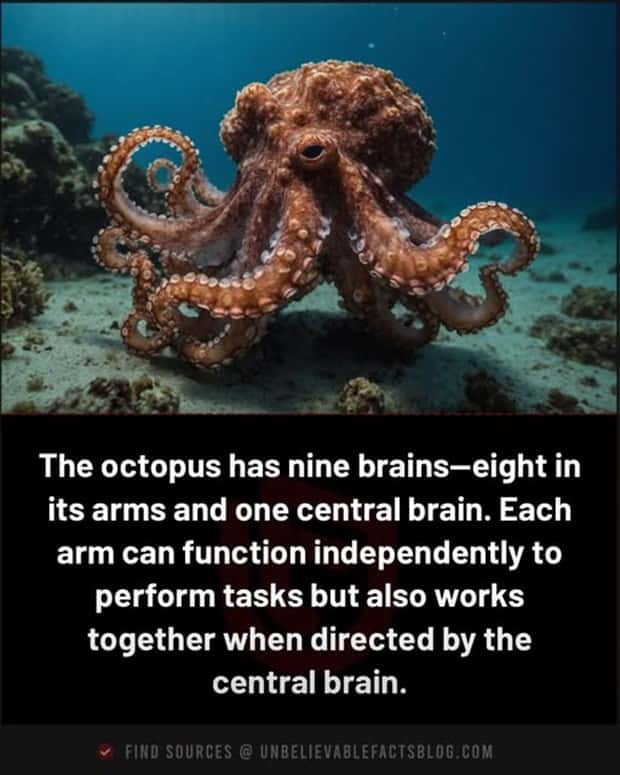 Cool and Interesting Facts #440 (25 photos)