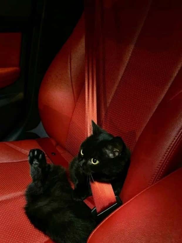 Get Ready for Funny Animals #395 (22 photos)