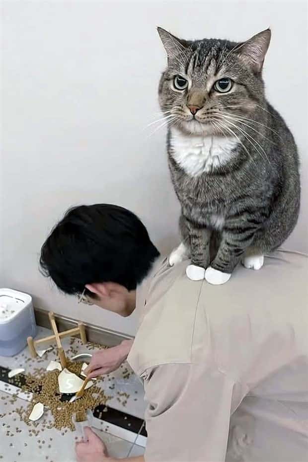 Get Ready for Funny Animals #394 (25 photos)