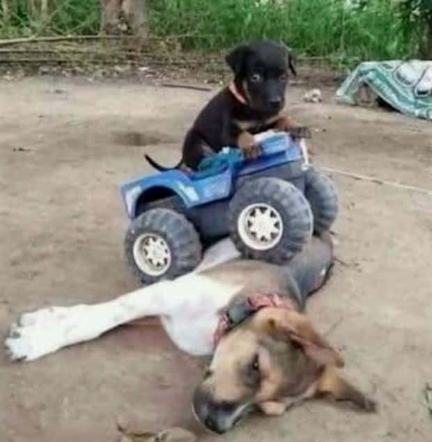 Get Ready for Funny Animals #396 (19 photos)