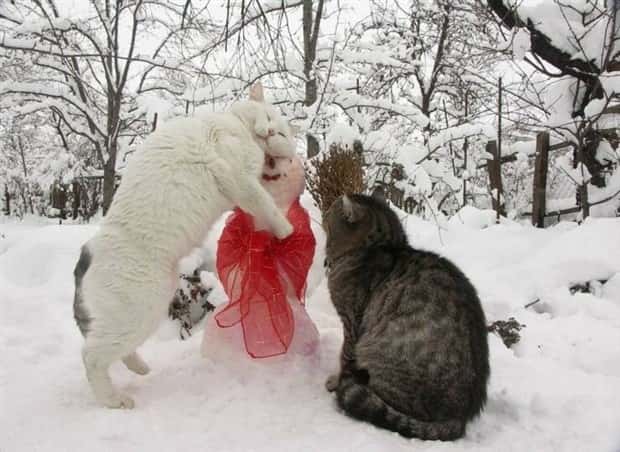 Get Ready for Funny Animals #394 (25 photos)