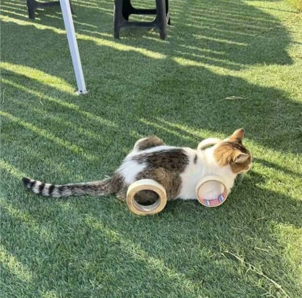 Get Ready for Funny Animals #394 (25 photos)