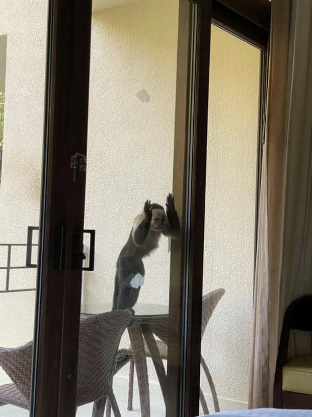 Get Ready for Funny Animals #394 (25 photos)