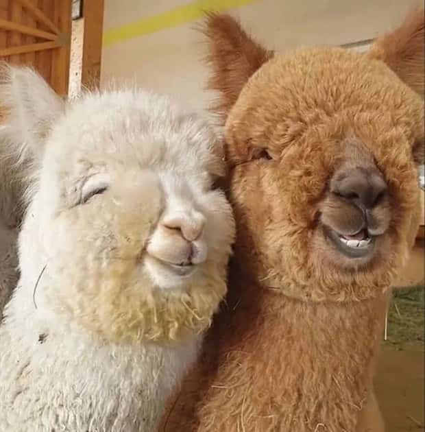 Get Ready for Funny Animals #394 (25 photos)