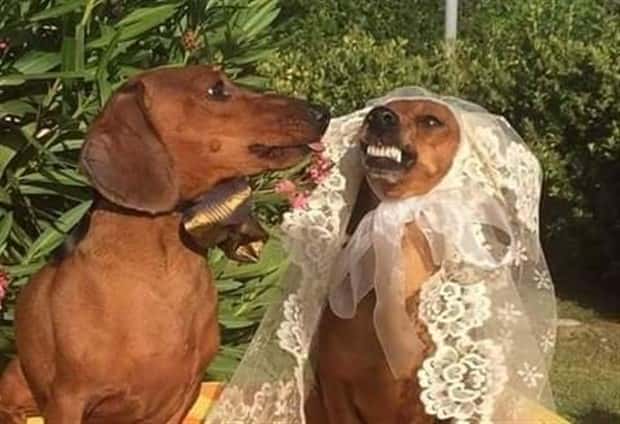 Get Ready for Funny Animals #394 (25 photos)