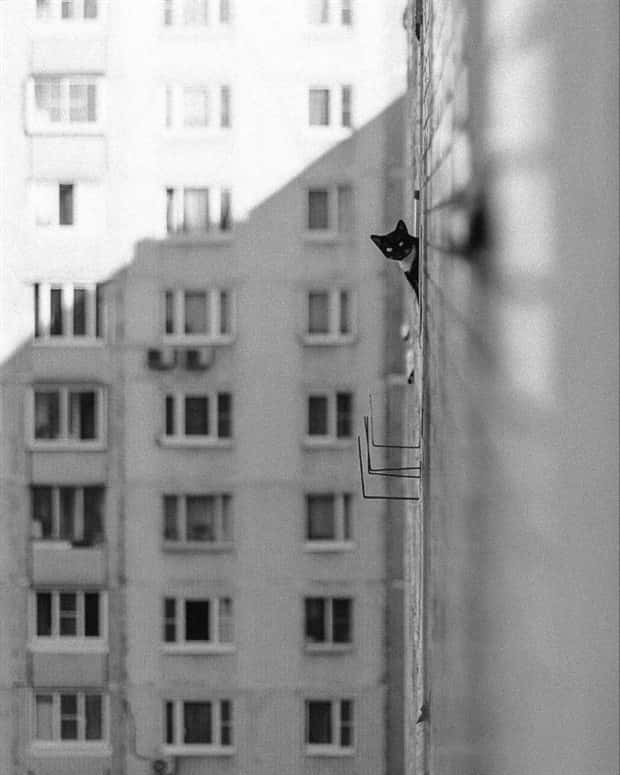 Get Ready for Funny Animals #395 (22 photos)