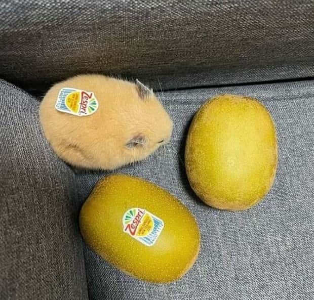 Get Ready for Funny Animals #394 (25 photos)