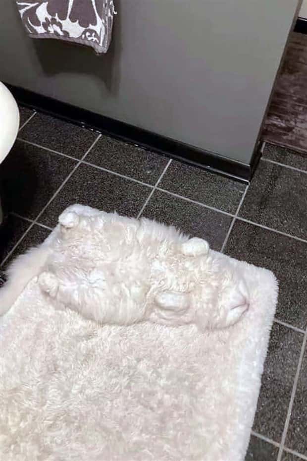 Get Ready for Funny Animals #395 (22 photos)