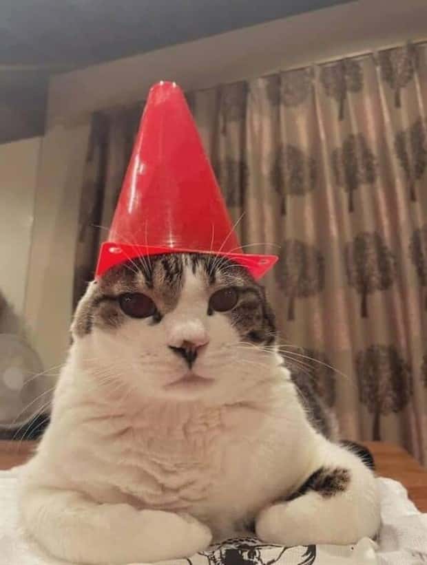 Get Ready for Funny Animals #394 (25 photos)