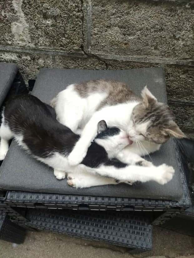 Get Ready for Funny Animals #394 (25 photos)