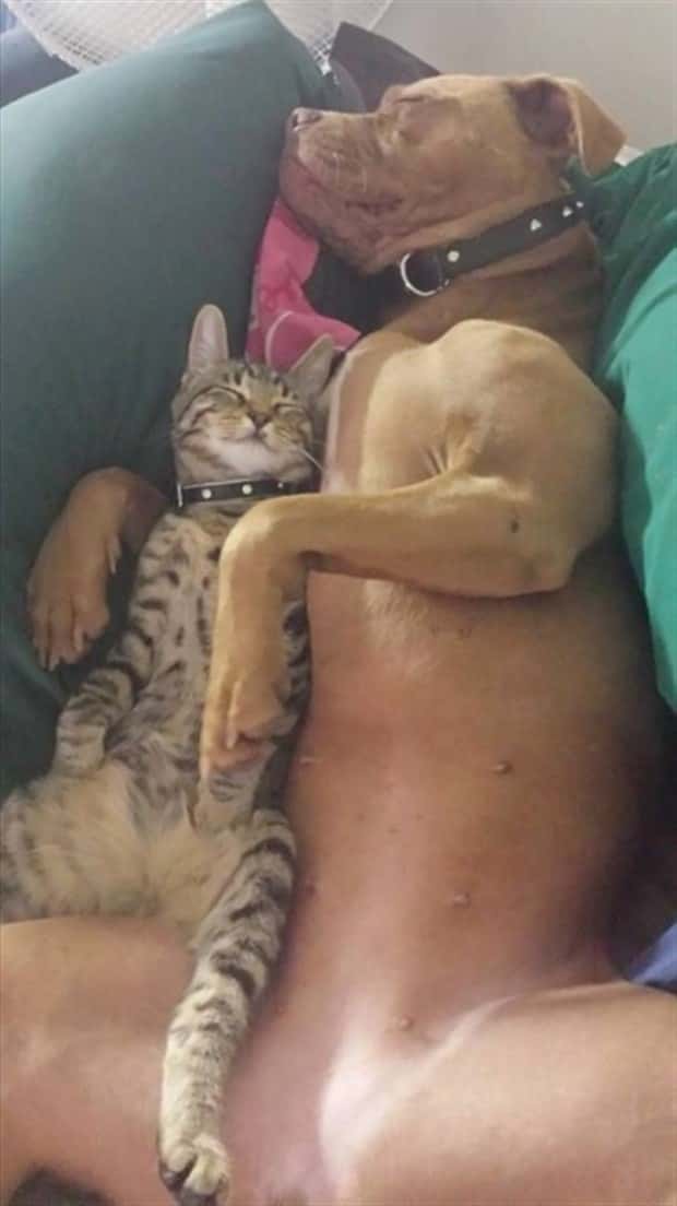 Get Ready for Funny Animals #394 (25 photos)