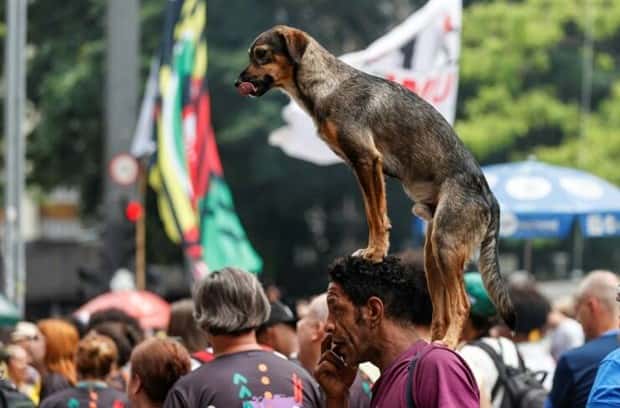 Get Ready for Funny Animals #395 (22 photos)