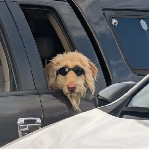 Get Ready for Funny Animals #396 (19 photos)