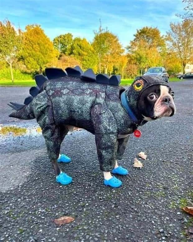 Get Ready for Funny Animals #396 (19 photos)