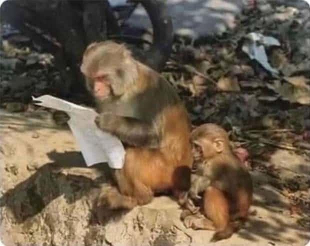 Get Ready for Funny Animals #395 (22 photos)