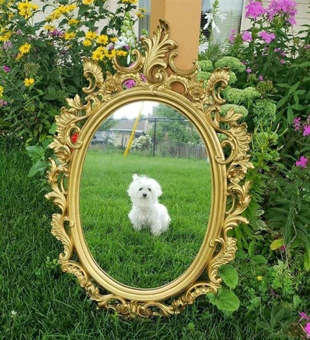 invisible mirror sellers 13 Invisible Mirror Sellers Strike Again (23 photos)