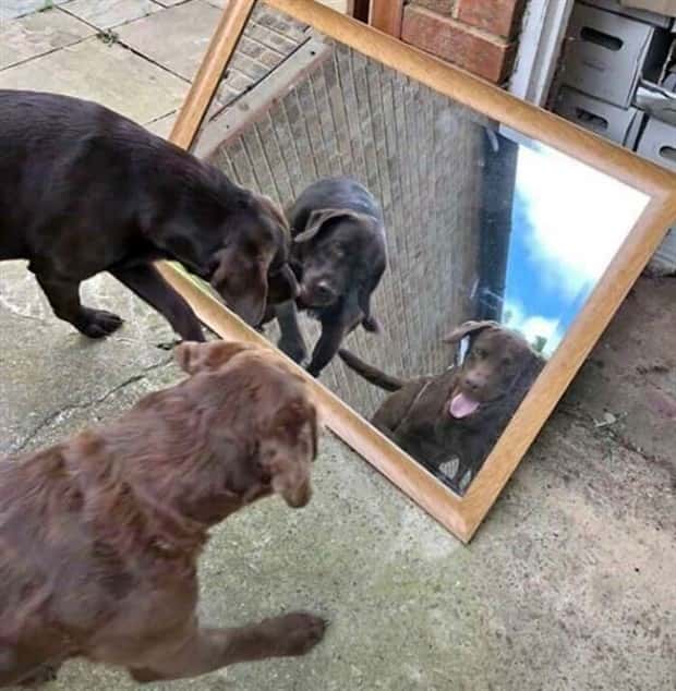 invisible mirror sellers 21 Invisible Mirror Sellers Strike Again (23 photos)